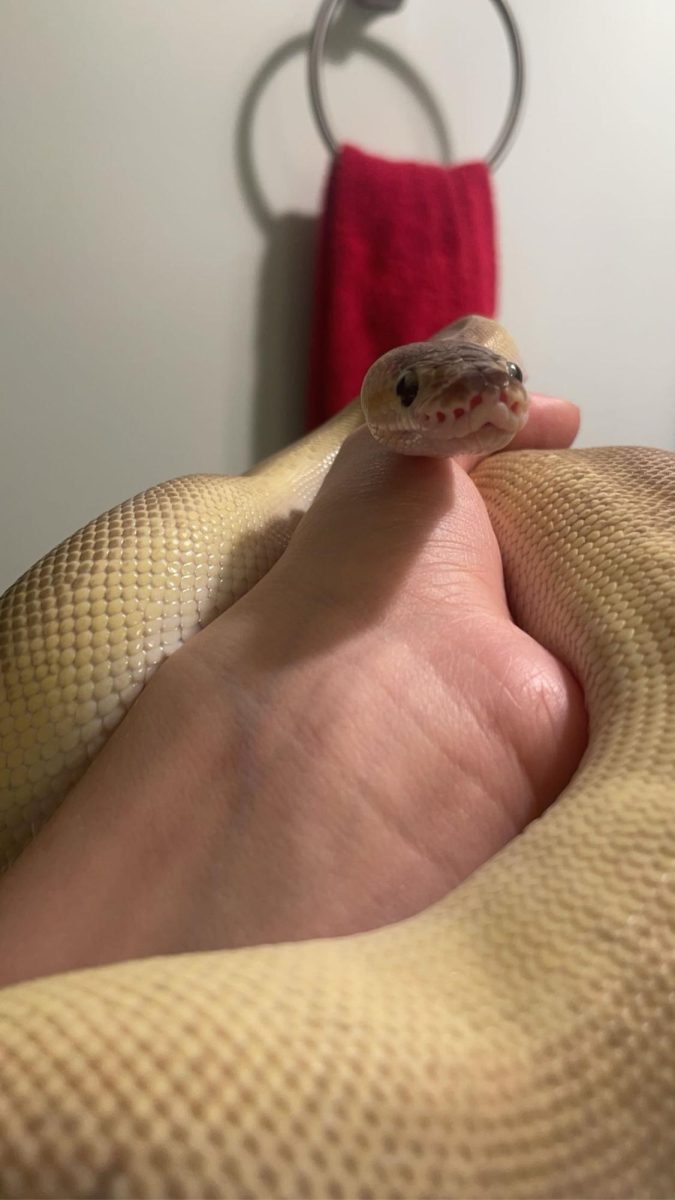 My pet snake, photo taken by Grae Stockhausen
