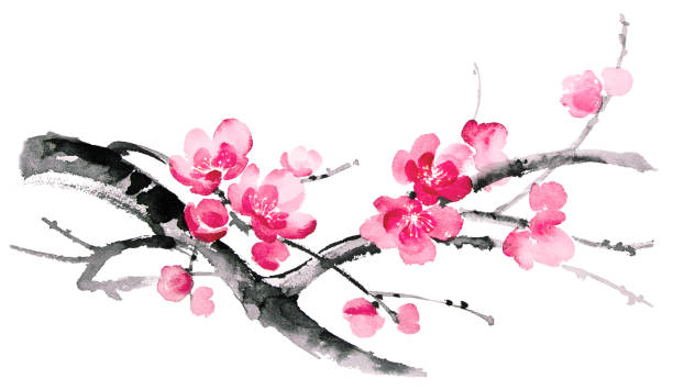 Ink illustration of blooming branches of cherry. Sumi-e, u-sin, gohua painting style. Silhouette made up of brush strokes isolated on white background.
